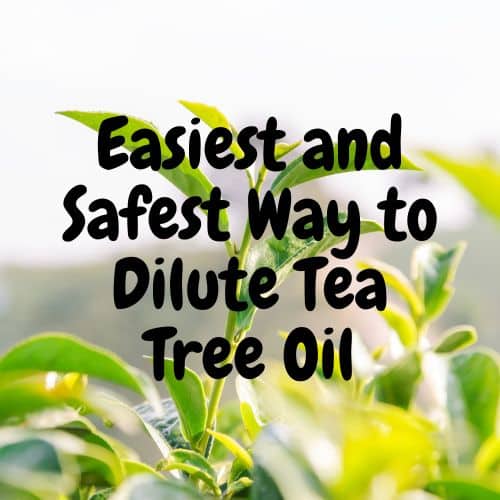 dilute tea tree oil