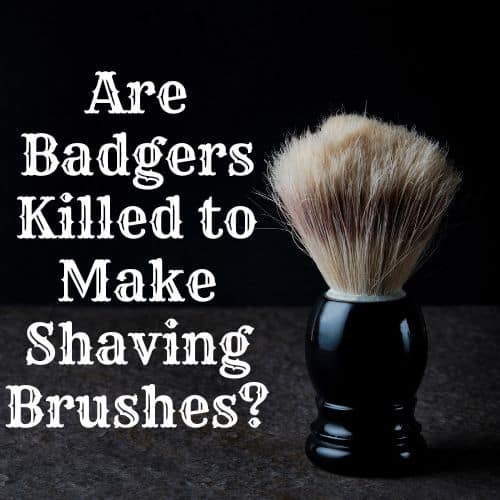 Are Badgers Killed to Make Shaving Brushes